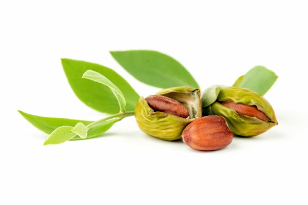 Les avantages et les inconvénients de l’huile de jojoba